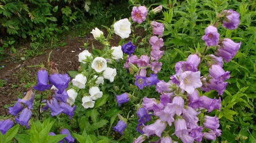 Vista 2 de Semillas Canterbury Bells Doble Mezcla Flores Bienales