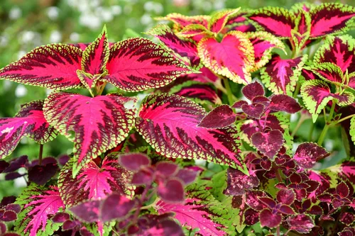 Vista 2 de Seeds Coleus Mix - Orgánico