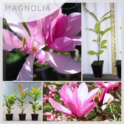 Vista 3 de Magnolia Tree Planta viva para plantar, flores de magnolia arbusto de 6 a 12 pulgadas de altura, en maceta, arbusto de magnolia fragante