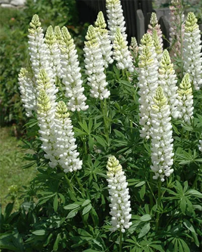 Vista 8 de Semillas Lupin Blanco (científicamente conocido: Lupinus Albus) Flores gigantes perennes para plantar
