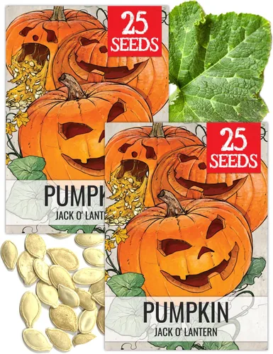 Vista 25 de Seed Needs Semillas de calabaza para plantar calabazas pequeñas de tarta de azúcar, semillas de verduras sin OMG y sin tratar para plantar un huerto