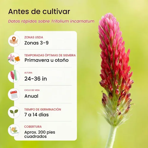 Vista 5 de Semillas de trébol carmesí para plantar, 10,000 semillas, cubre 200 pies
