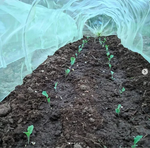 Vista 5 de Invernadero tunel tierra para jardín Haxnicks Easy Poly, Micromalla (Micromesh)