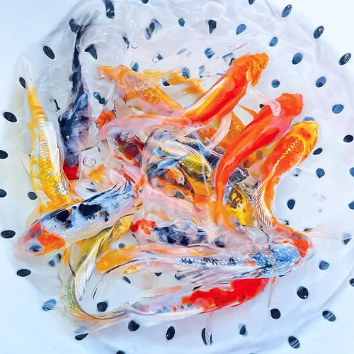 Vista 3 de Toledo Goldfish - Pez Koi mariposa y Koi, Combo para estanques, acuarios o peceras