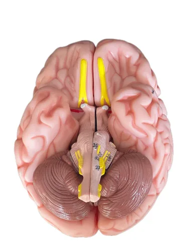 Vista 8 de Medical Anatomical Human Classic Modelo de calavera transparente 3 piezas con modelo cerebral de 8 partes, tamaño real