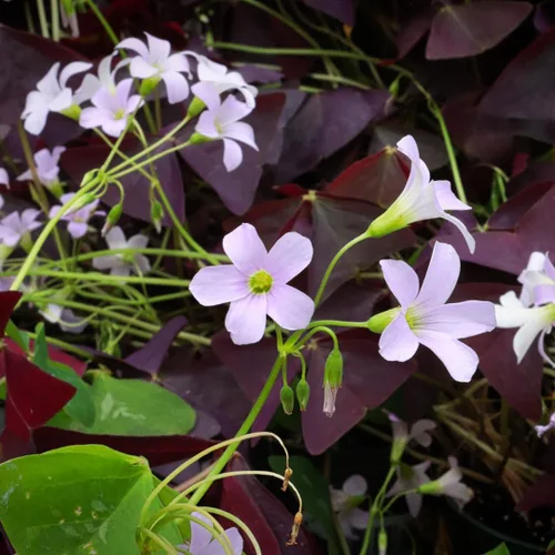 Vista 2 de Planta Oxalis de color púrpura intenso, arbusto de trébol morado, planta ornamental de floración de primavera, 4-8 pulgadas de alto para crecer
