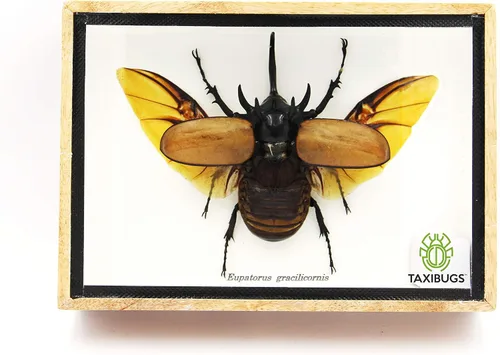 Vista 9 de Escarabajo de 5 cuernos real/Eupatorus Gracilicornis forma voladora taxidermia en caja transparente (caja de madera negra)