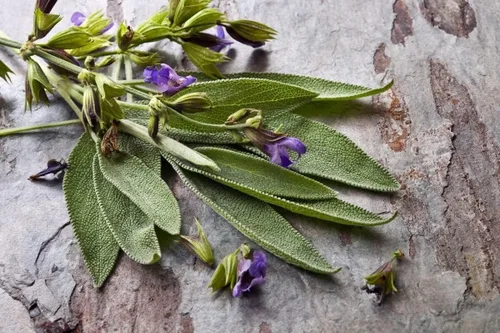 Vista 2 de Salvia de jardín (Salvia Officinalis) Hierbas sin OMG para plantar