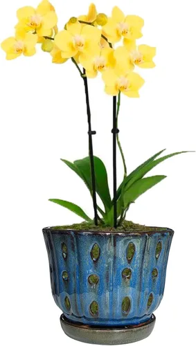 Vista 9 de Maceta redonda de orquídea de cerámica de 6 pulgadas con agujeros (azul oscuro)