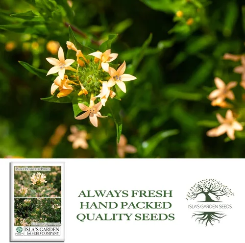 Vista 4 de Semillas de colomia "Large Flowered Phlox" para plantar, planta con flores similares a arbustos, más de 200 semillas por paquete, semillas de jardín