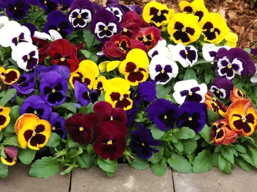 Vista 2 de Viola Philippica Seeds - 299 piezas - Encantadoras flores moradas y azules con hojas en forma de corazón Plantas perennes resistentes y de bajo