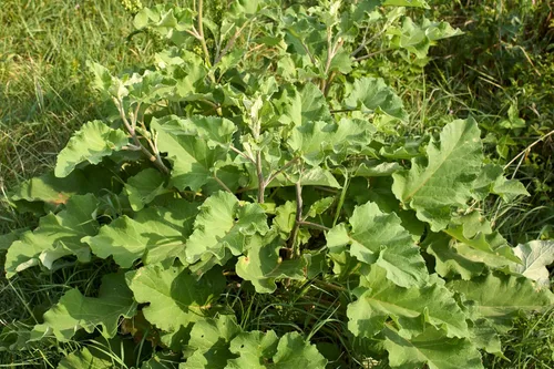 Vista 6 de 200 Great Burdock Arctium Lappa (Bardana comestible/Botones de Bardana/Botones de mendigo) Semillas de flores de HERB