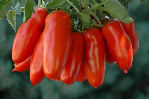 Vista 5 de Semillas Tomate en forma de pimiento indeterminado rojo largo vegetal reliquia sin OMG
