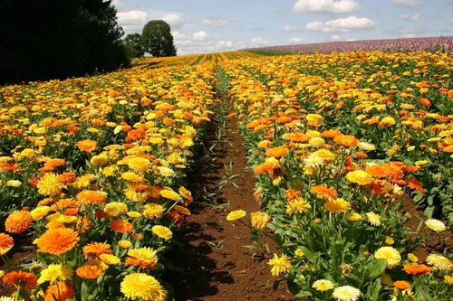 Vista 2 de Semillas Caléndula Mix Pot Caléndulas Flores anuales