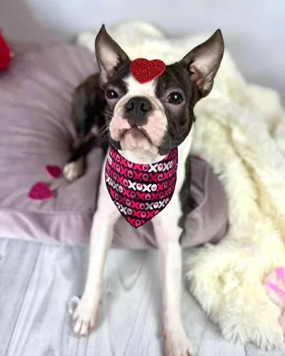 Vista 2 de Bandana para perro del día de San Valentín, bandana de corazón para perros