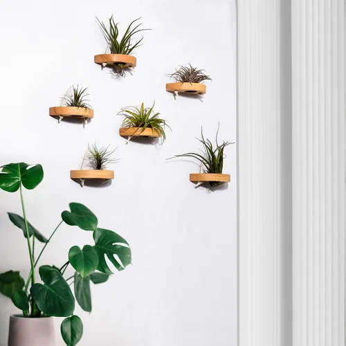 Vista 6 de soporte para plantas de aire, pequeño soporte de exhibición para plantas de aire. Montaje en pared para ahorrar espacio, decoración de pared.