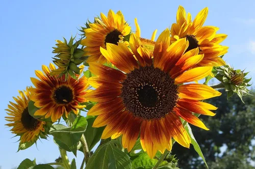 Vista 3 de Semillas de girasol ‘Autumn Beauty’ (Helianthus annuus), paquete de 200 semillas de Seeds2Go
