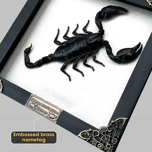 Vista 129 de 2 Real Dragonfly Specimens Shadow Box Framed Insect Display Oddities Curiosities Entomology Collection Natural History Wall Decor Gift for Nature