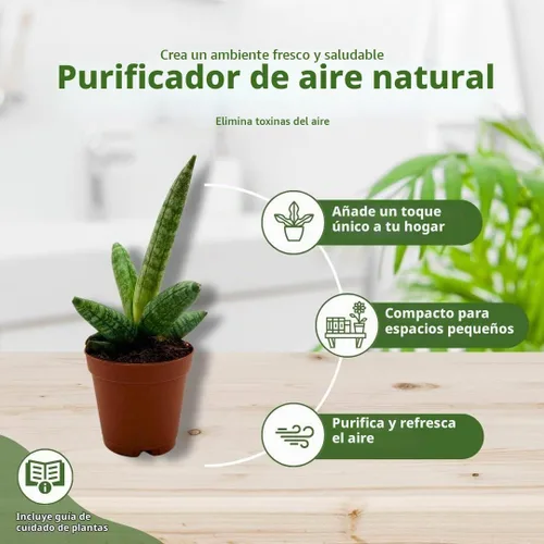 Vista 9 de BubbleBlooms Sansevieria Estrella de mar Boncel Cylindrica 2 pulgadas