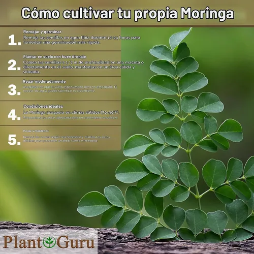 Vista 7 de Moringa Seeds sin alas, 16 onzas / 1 libra, variedad PKM1, aperitivos comestibles, plantación, Moringa Oleifera, Malunggay, Semillas de Moringa