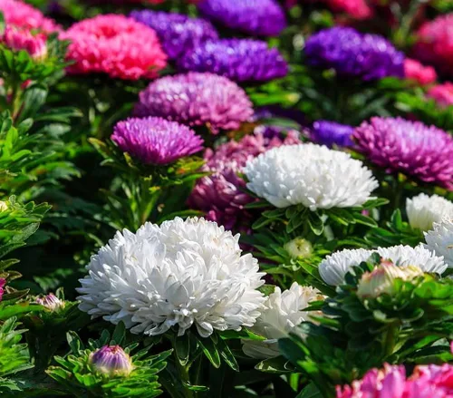 Vista 4 de Más de 200 semillas de flores de Aster Arco iris Flor Jardín Hogar Fragante Marip