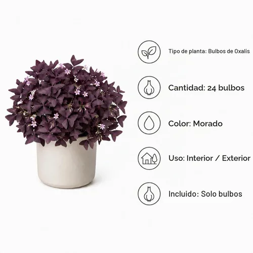 Vista 4 de Paquete de 24 bulbos de trébol morado, bulbos de Oxalis para plantar, bulbos de Oxalis triangularis, flores de buena suerte