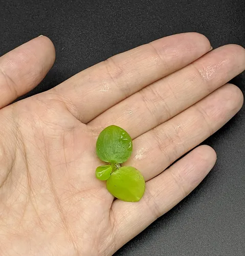 Vista 2 de Combo de 6 Mini Amazon Frogbit + 6 Water Spangles, Plantas Flotantes para Acuario de Peces Betta para Principiantes