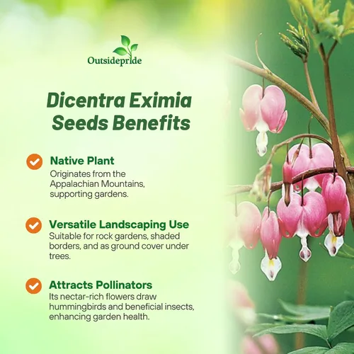 Vista 3 de Outsidepride Semillas de corazón sangrante con flecos Dicentra Eximia – 100 unidades. Semillas perennes, adaptables y resistentes, semillas