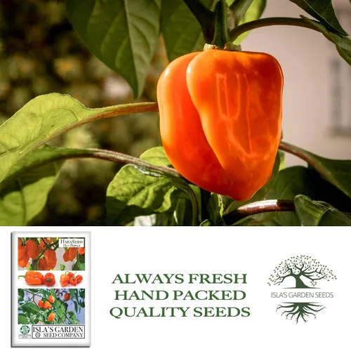Vista 4 de Semillas de habañero para plantar, más de 25 semillas tradicionales por paquete, pimiento picante y picante, semillas de jardín de Isla