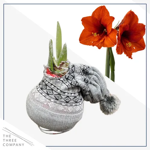 Vista 4 de Bombilla de amarilis encerada, suéter gris decorativo, flores rojas, fácil cuidado, no necesita riego