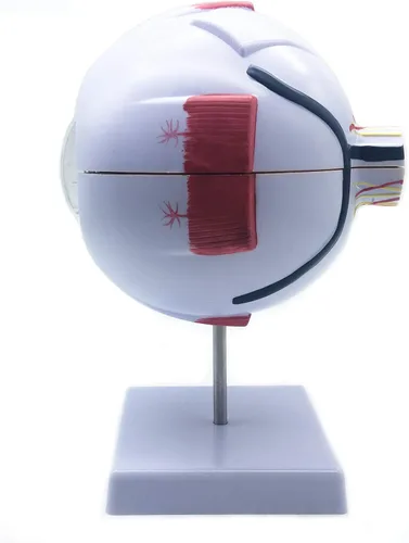 Vista 6 de XINDAM Modelo anatómico de ojo humano ampliado 6X - Anatomía precisa para estudio de aula de ciencias, exhibición, modelo médico de enseñanza