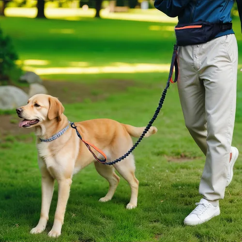 Vista 7 de Amazon Basics Correa para perro manos libres con bolsa para correr, cinturón ajustable, asas acolchadas dobles, correa elástica reflectante