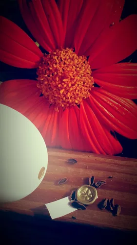 Vista 5 de Unique Wedding Favors - Monarch Habitat Seed Eggs