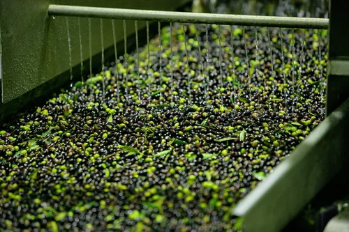 Vista 3 de Paquetes de aperitivos de oliva - 8 unidades paquetes de 2.3 oz (Kalamata)