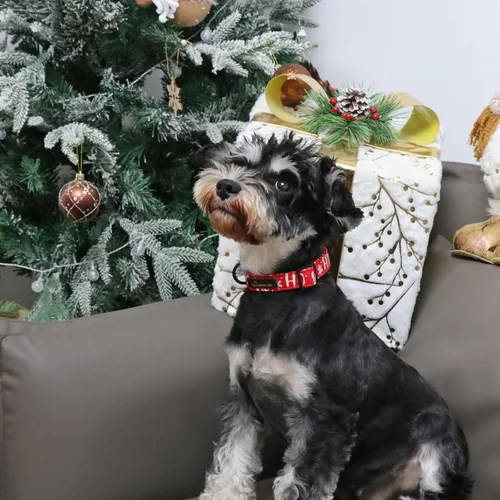 Vista 4 de Aring Pet Collar navideño para perro, lindo, ajustable, de algodón, para cachorros, perros pequeños, medianos y grandes, con copos de nieve, rojo Z