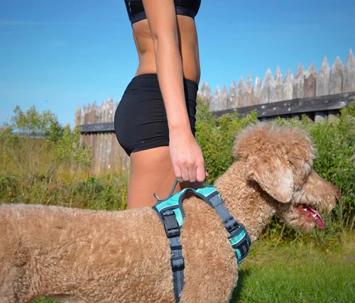 Vista 5 de Black Rhino - Arnés cómodo para perro con chaleco acolchado de malla para razas pequeñas y grandes Ajustable Reflectante 2 accesorios