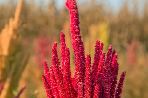 Vista 4 de 100 semillas de flores tricolor Early Splendor Amaranthus Hypocondricus *Comb S/H
