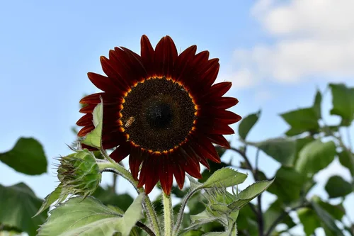 Vista 4 de 25 semillas de flor de girasol Helianthus annuus RED VELVET QUEEN