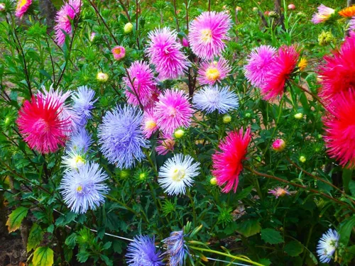 Vista 2 de Needle Aster Seed Mix Multicolor 100 semillas para plantar sin OMG