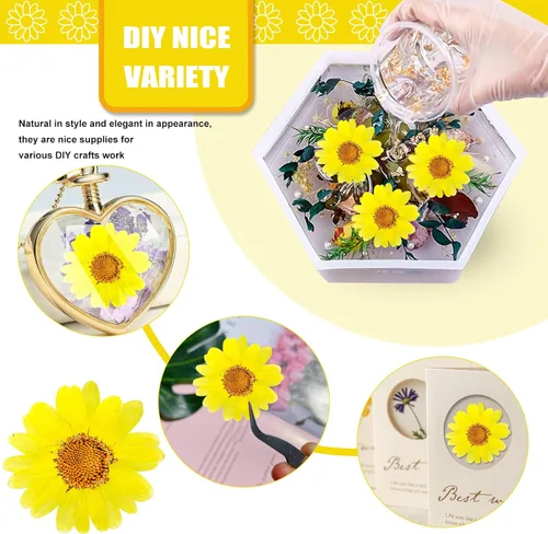 Vista 3 de 60 girasoles secos prensados amarillos para adornos de manualidades, flores secas naturales de 1.2 pulgadas, margarita grande para joyería