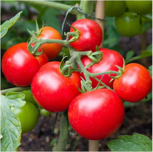 Vista 2 de Everwilde Farms - Semillas de tomate orgánicas Moneymaker de 1 onza - Paquete Gold Vault