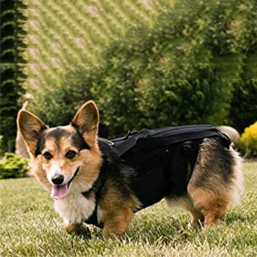 Vista 6 de Soporte de espalda para perro, chaleco de apoyo para la espalda de mascotas para perros salchicha, corgis y otros perros, artritis IVDD, hernia