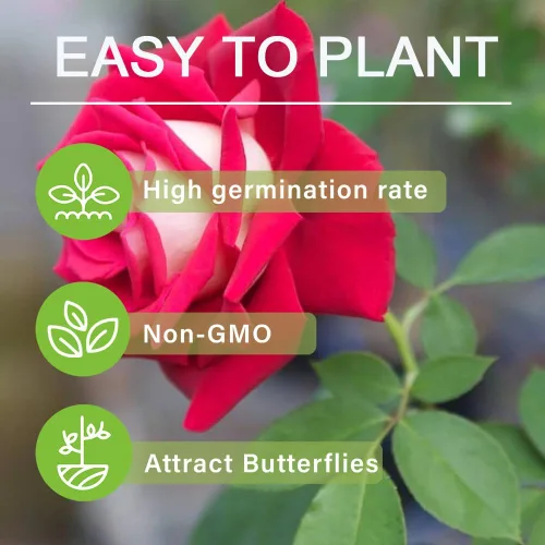 Vista 4 de Más de 300 semillas de rosas perennes mixtas para plantar al aire libre, fragancia, sin OMG, reliquia de jardín, hogar, grandes regalos de jardinería