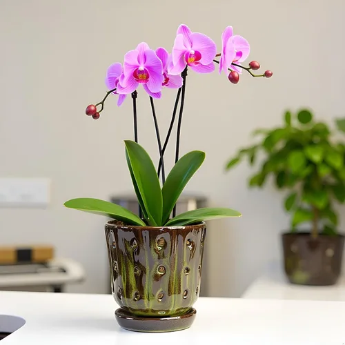 Vista 8 de Macetas para Orquídeas de 4.9 Pulgadas Macetas de Cerámica para Orquídeas con Agujeros Juego de 2 (verde musgo+blanco)