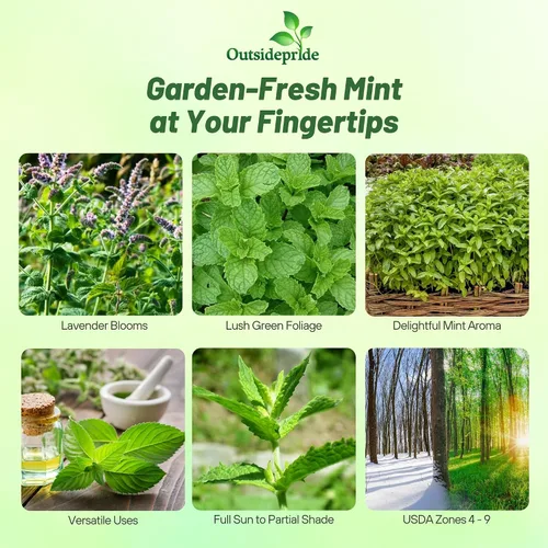 Vista 2 de Outsidepride Semillas de menta verde – 10,000 piezas de semillas de hierbas de menta perennes, aromáticas, fáciles de cultivar para plantar