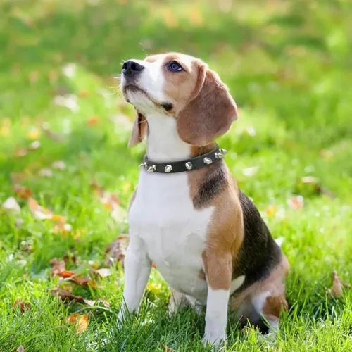 Vista 3 de Collar de perro con pinchos para perros pequeños, remache de hongos, piel sintética suave, collar con tachuelas para gato, collar ajustable