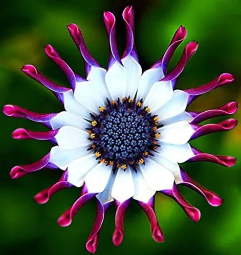 Vista 2 de 100 semillas de flores de margaritas moradas raras para plantar