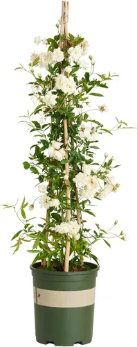 Vista 7 de White Lady Banks Rose - Planta de rosas trepadoras vivas, flores blancas sin espinas, vid perenne resistente para vallas, cenadores y enrejados