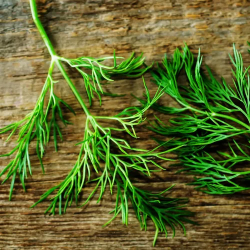 Vista 7 de Seed Needs Semillas de eneldo para plantar ramo de hierbas, semillas de hierbas sin OMG y sin tratar para plantar un jardín cultivado en casa