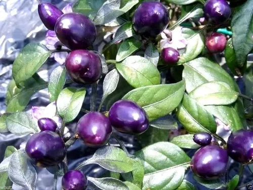 Vista 2 de Pimiento de chile enano Little Blue más de 30 semillas para plantar sin OMG